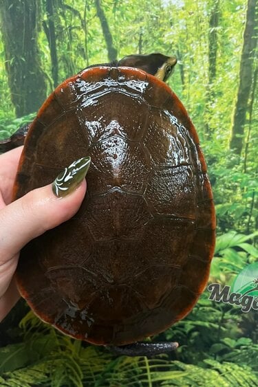 Magazoo Male Red-Bellied sidenecked turtle 5 years old / 2nd Chance - Adoption