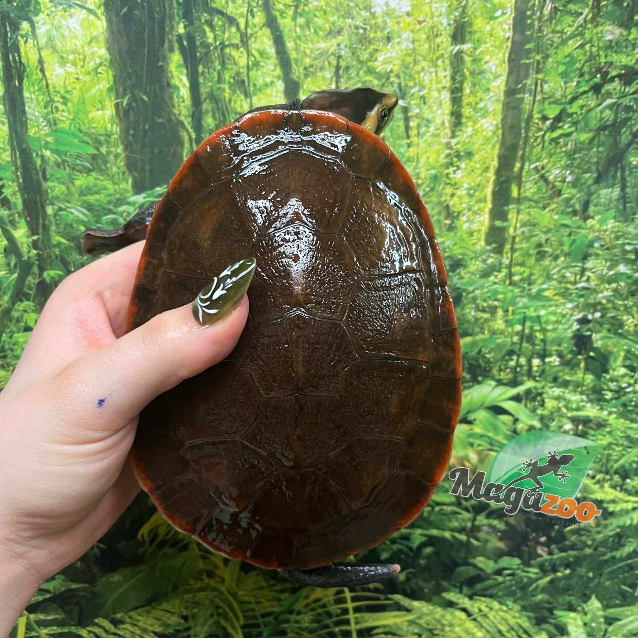 Magazoo Male Red-Bellied sidenecked turtle 5 years old / 2nd Chance - Adoption
