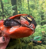 Magazoo Male Red-Bellied sidenecked turtle 5 years old / 2nd Chance - Adoption