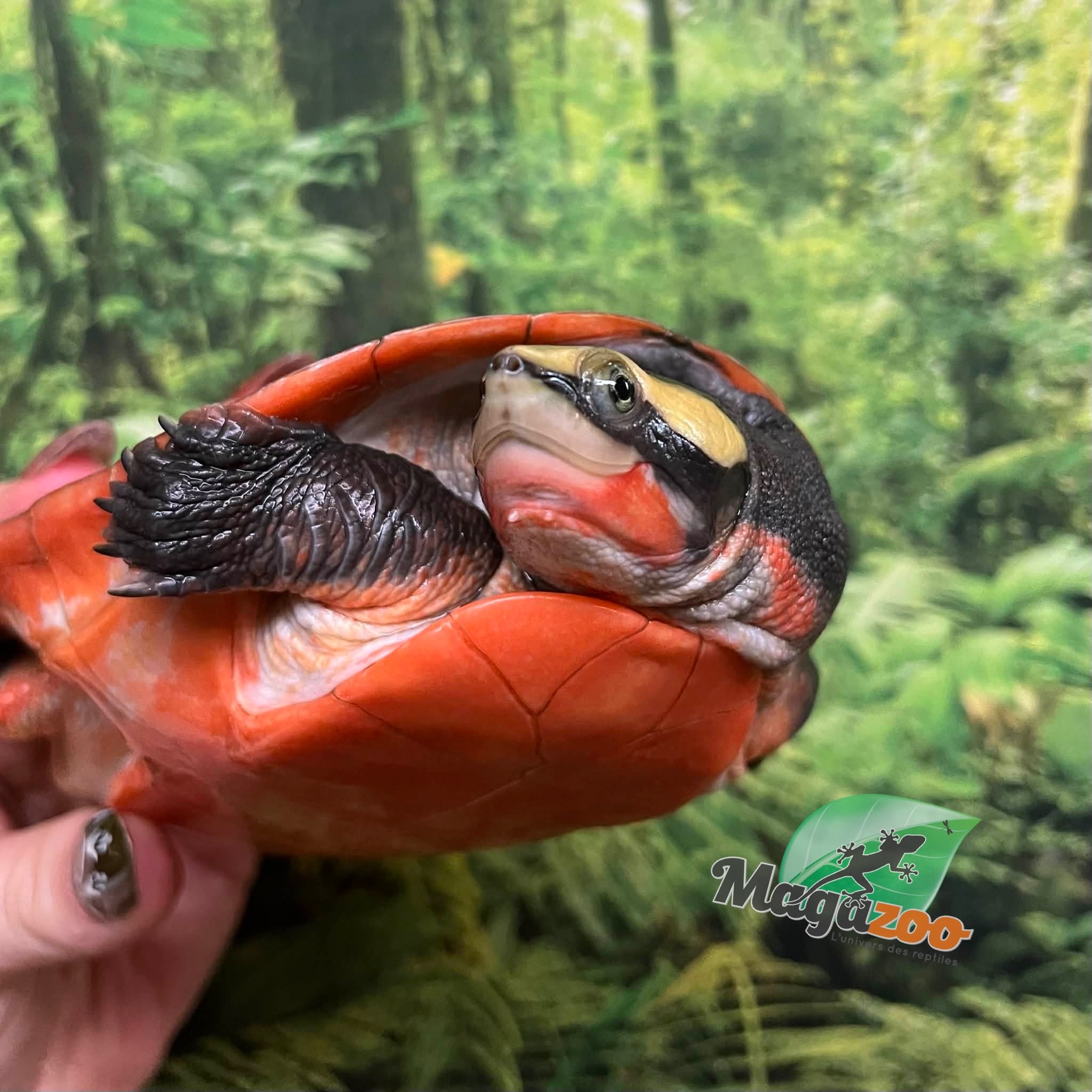 Magazoo Tortue Emydure à ventre rouge Mâle 5 ans / Adoption 2ième chance