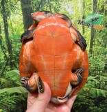 Magazoo Tortue Emydure à ventre rouge Mâle 5 ans / Adoption 2ième chance