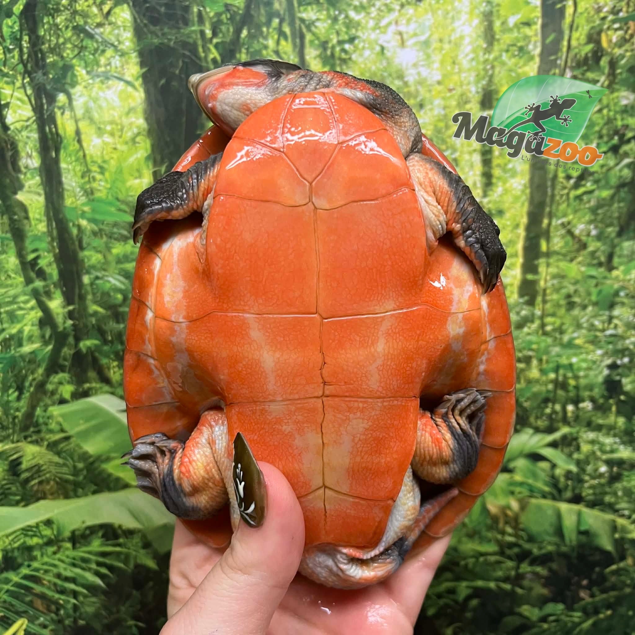 Magazoo Tortue Emydure à ventre rouge Mâle 5 ans / Adoption 2ième chance