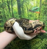 Magazoo Python Royal Pied Mâle 3 ans