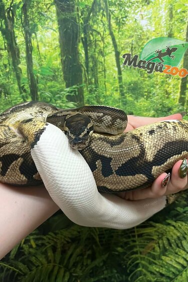Magazoo Male Ball Python 3 years old