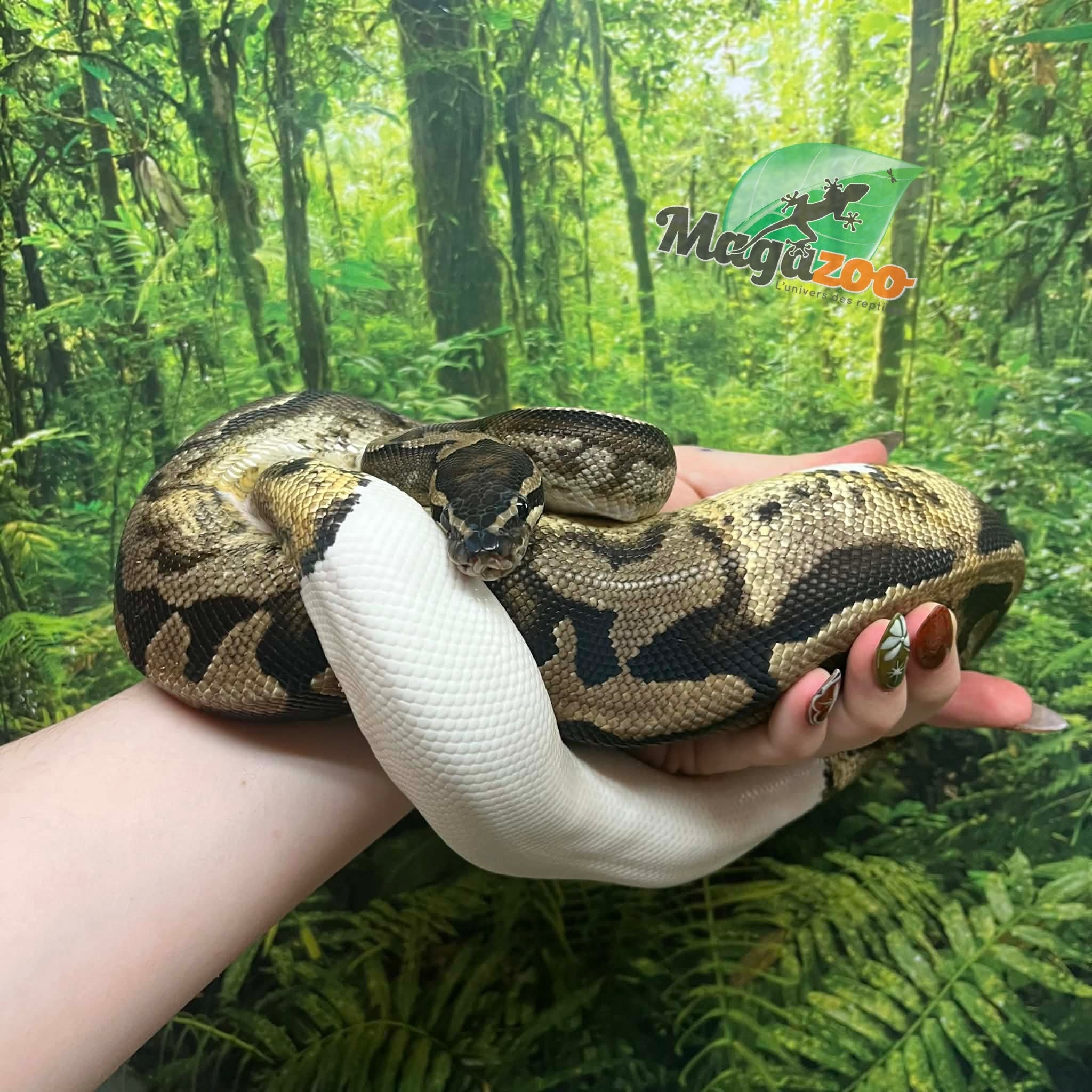 Magazoo Python Royal Pied Mâle 3 ans