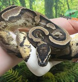 Magazoo Male Ball Python 3 years old