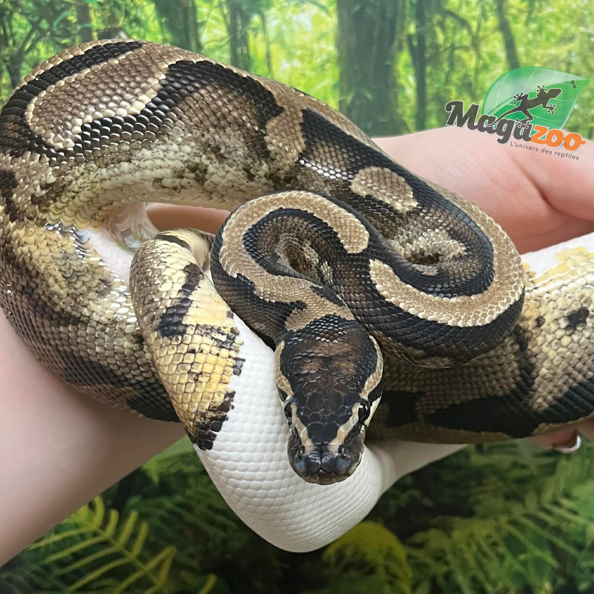 Magazoo Male Ball Python 3 years old