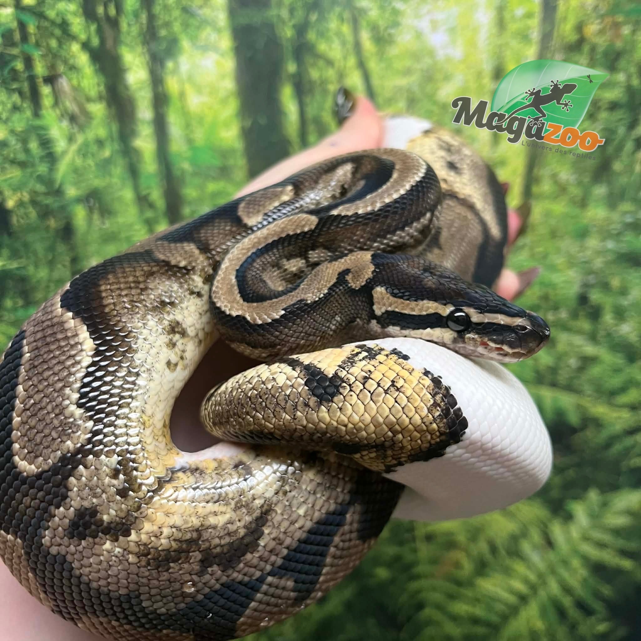Magazoo Python Royal Pied Mâle 3 ans
