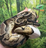 Magazoo Male Ball Python 3 years old