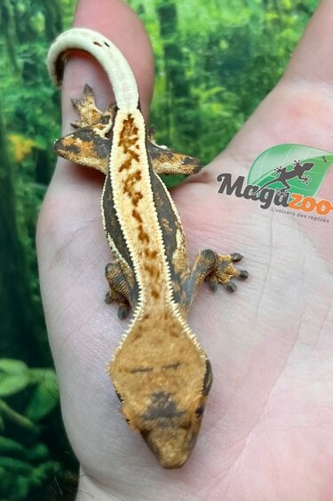 Magazoo Gecko à crête Pinstripe Harlequin femelle juvénile