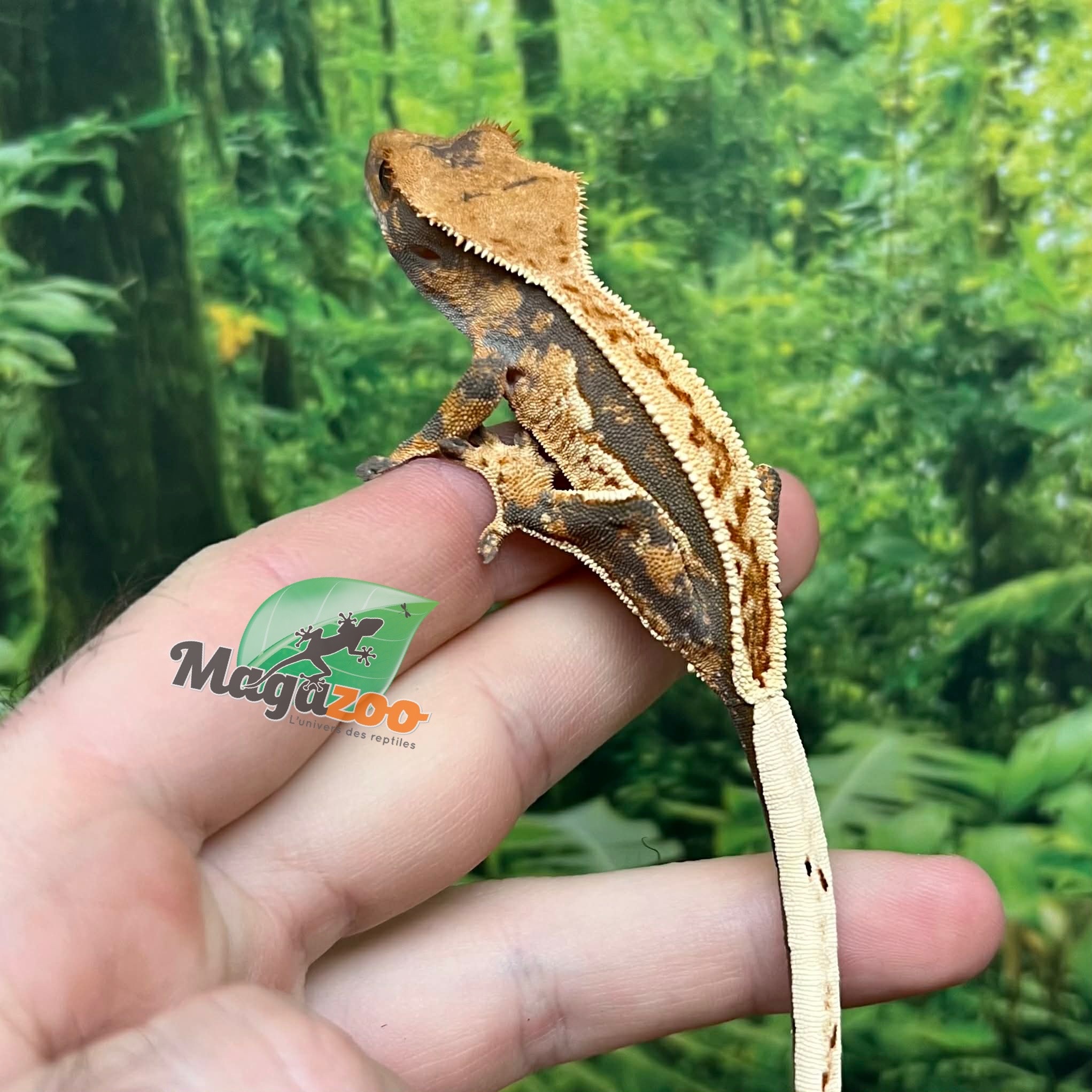 Magazoo Female Juvenile Pinstripe Harlequin Crested gecko