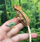 Magazoo Gecko à crête Pinstripe Harlequin femelle juvénile