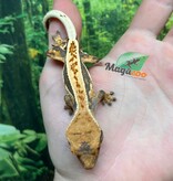 Magazoo Gecko à crête Pinstripe Harlequin femelle juvénile