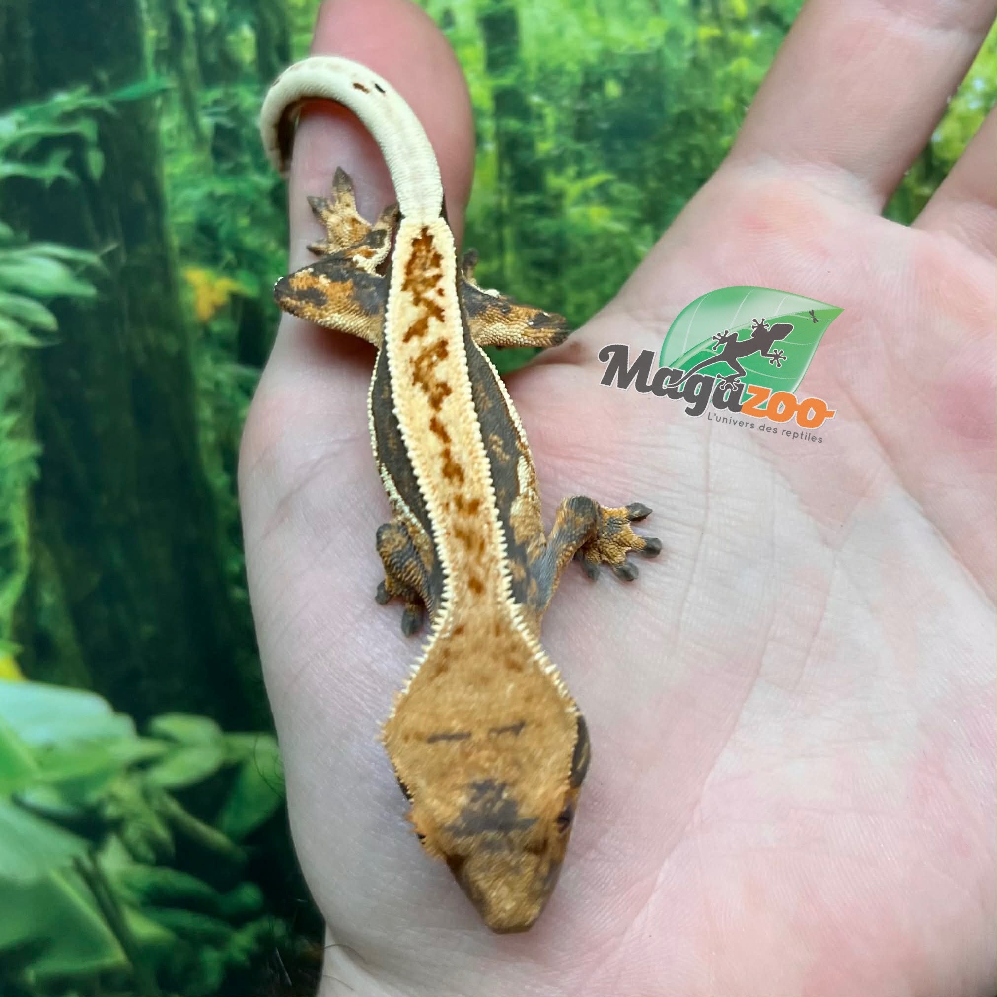 Magazoo Gecko à crête Pinstripe Harlequin femelle juvénile