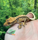 Magazoo Gecko à crête Pinstripe Harlequin femelle juvénile