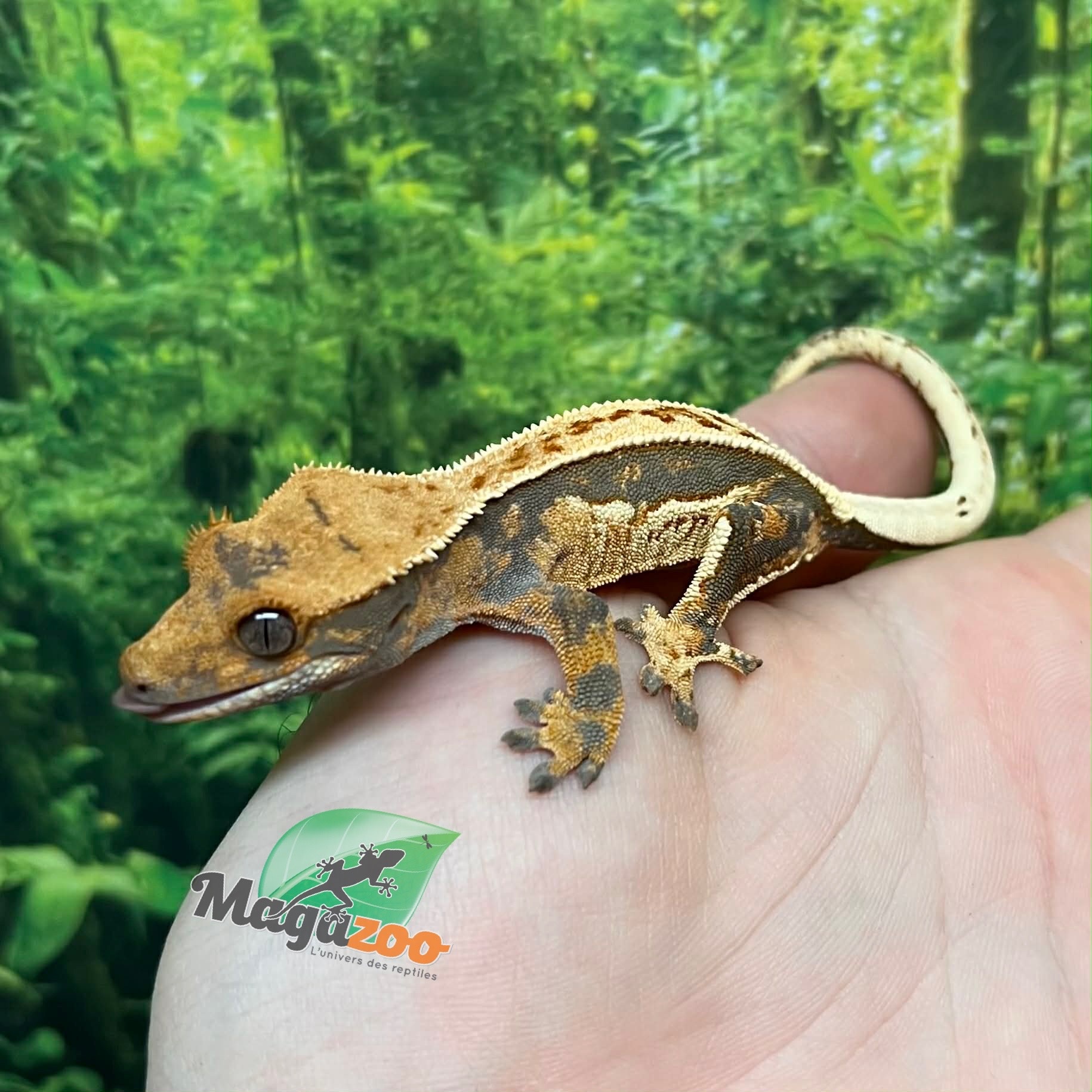 Magazoo Female Juvenile Pinstripe Harlequin Crested gecko