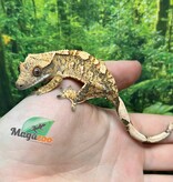 Magazoo Male Juvenile  Extreme Harlequin Crested Gecko