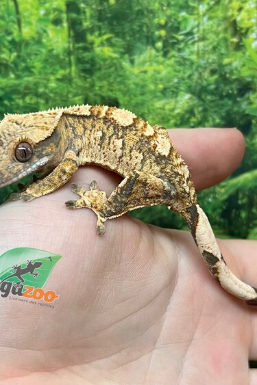 Magazoo Gecko à crête Extrême Harlequin mâle juvénile