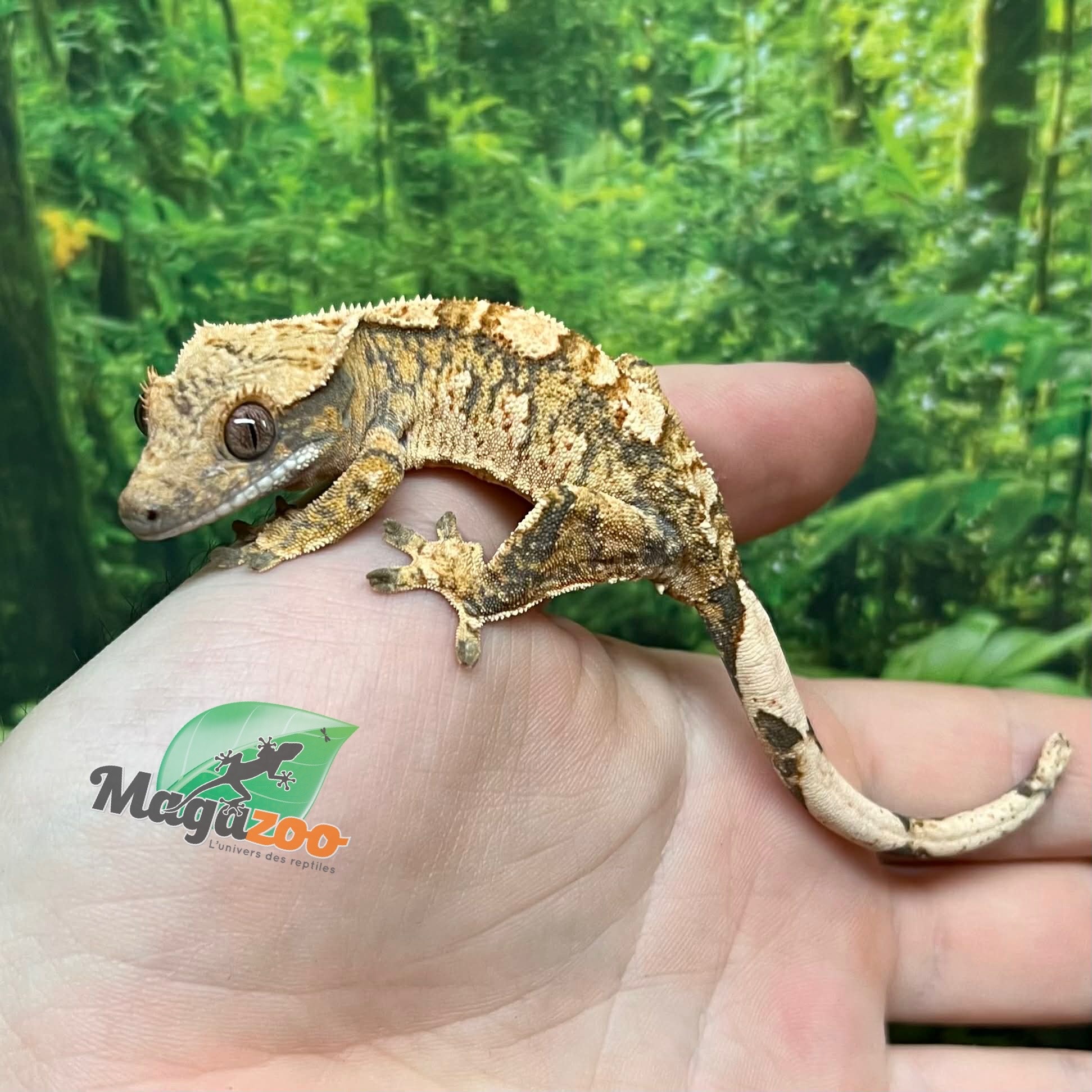 Magazoo Male Juvenile  Extreme Harlequin Crested Gecko