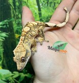 Magazoo Male Juvenile  Extreme Harlequin Crested Gecko