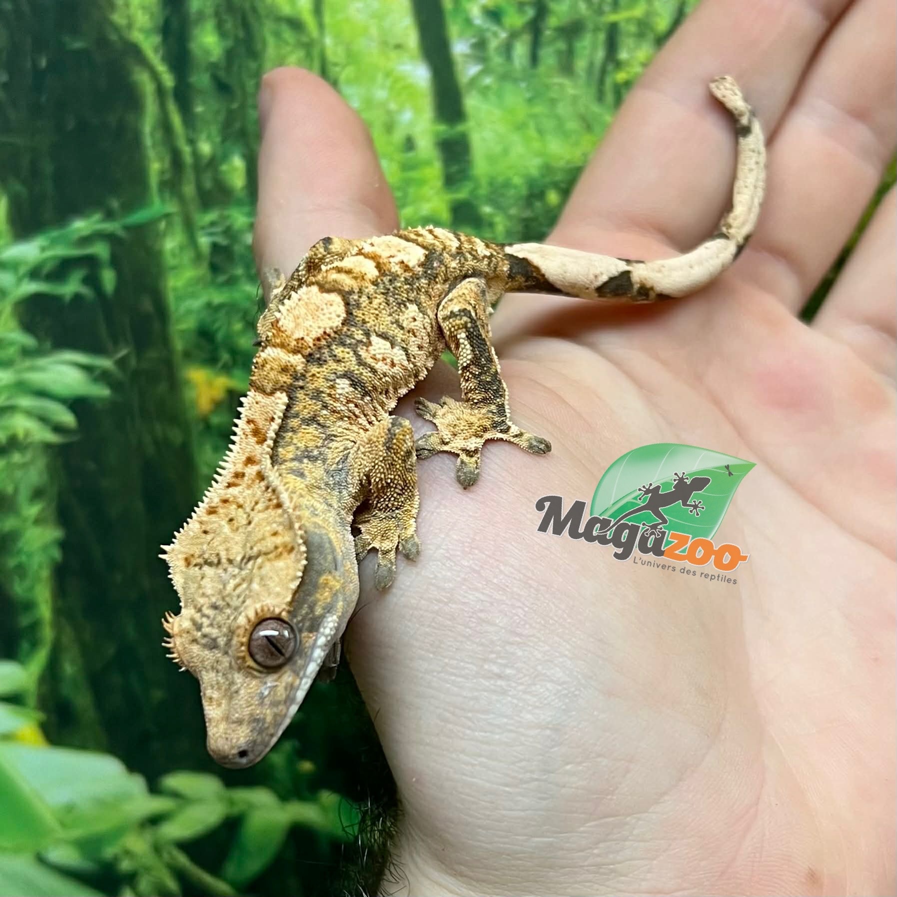 Magazoo Male Juvenile  Extreme Harlequin Crested Gecko