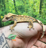 Magazoo Gecko à crête Extrême Harlequin mâle juvénile