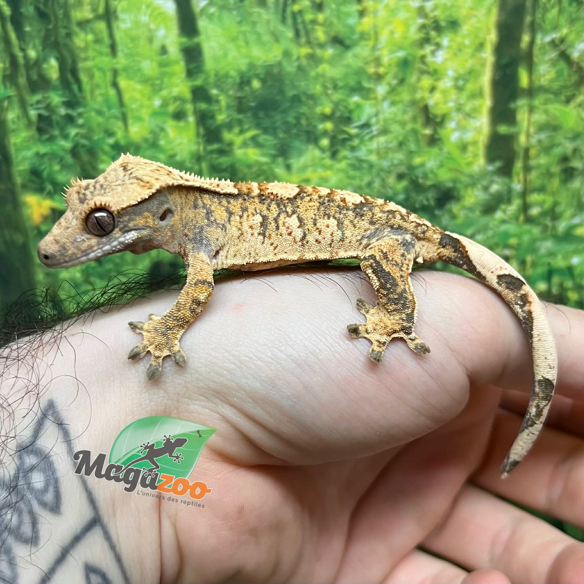 Magazoo Male Juvenile  Extreme Harlequin Crested Gecko