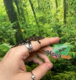 Magazoo Gecko caméléon (Agricolae) Bébé Mâle #2