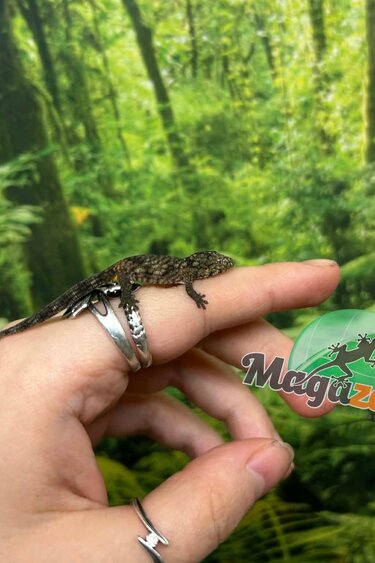 Magazoo Gecko caméléon (Agricolae) Bébé Mâle #2