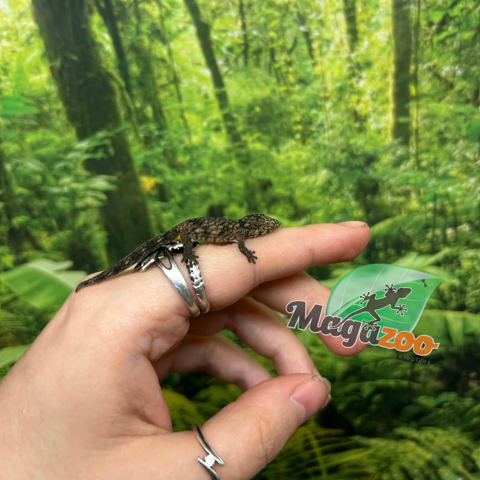 Magazoo Gecko caméléon (Agricolae) Bébé Mâle #2