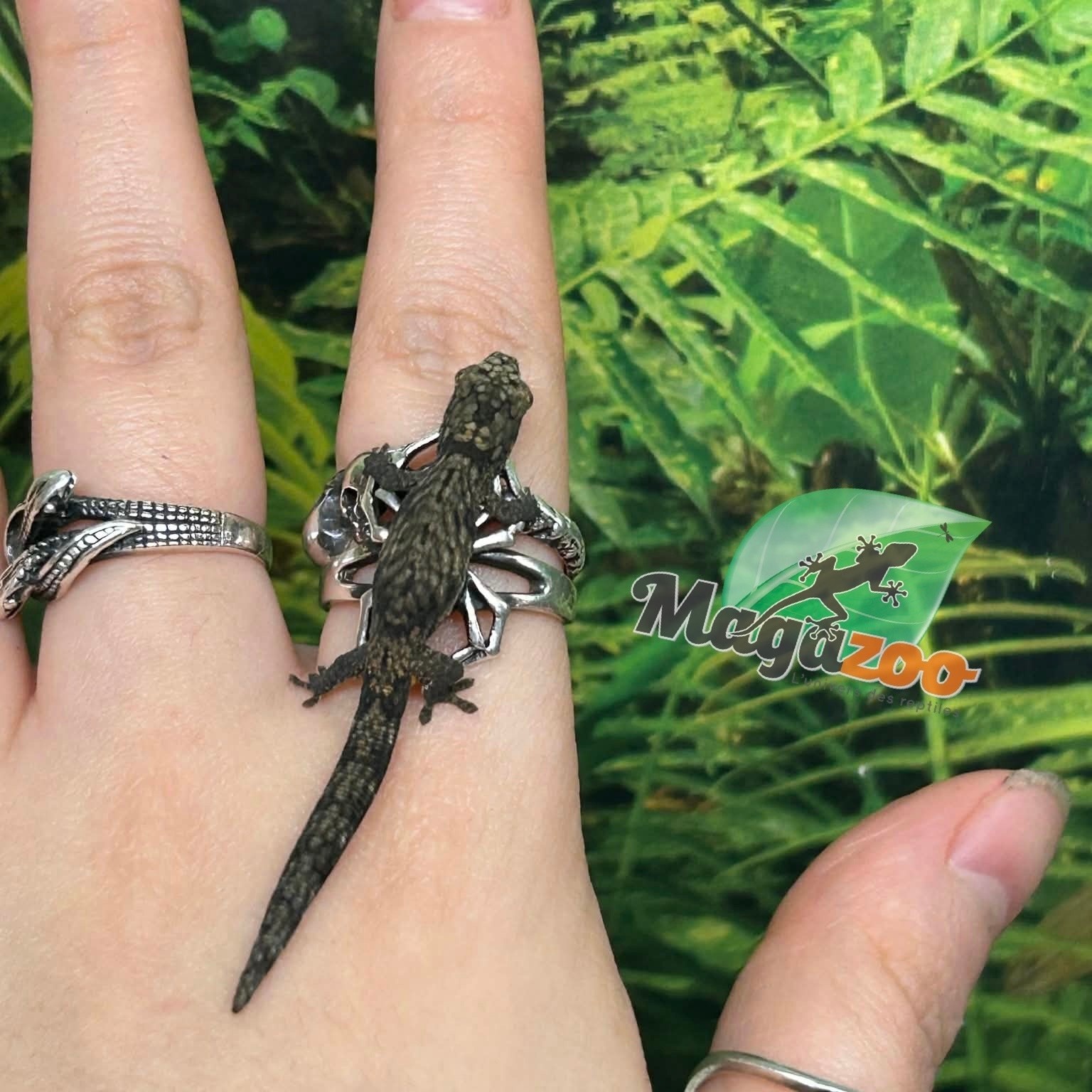 Magazoo Gecko caméléon (Agricolae) Bébé Mâle #2