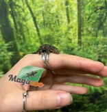 Magazoo Gecko caméléon (Agricolae) Bébé Mâle #2