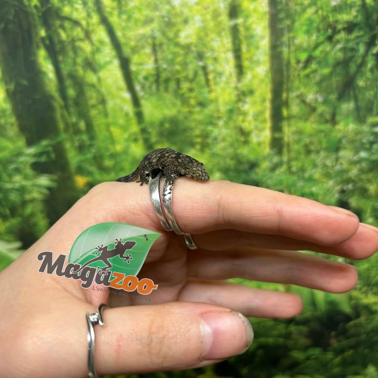 Magazoo Baby Bauer's Chameleon Gecko #2