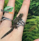 Magazoo Baby Bauer's Chameleon Gecko #2