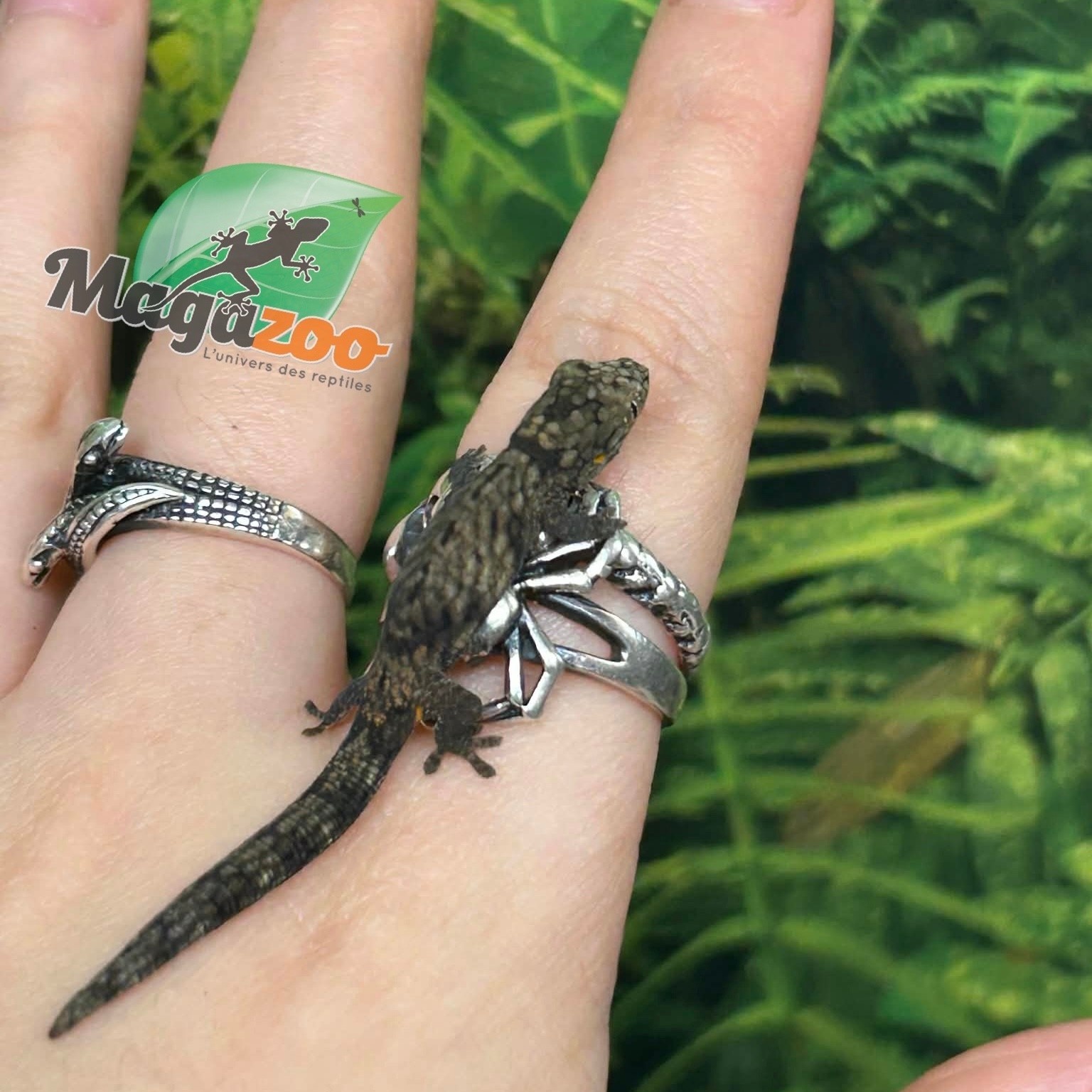 Magazoo Gecko caméléon (Agricolae) Bébé Mâle #2