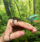 Magazoo Baby Bauer's Chameleon Gecko #2