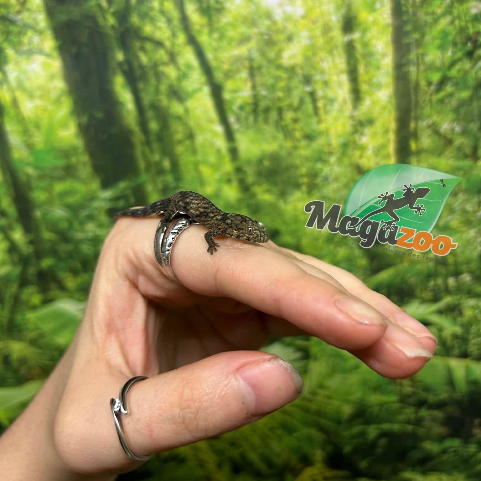 Magazoo Baby Bauer's Chameleon Gecko #2