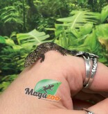 Magazoo Baby Bauer's Chameleon Gecko #2