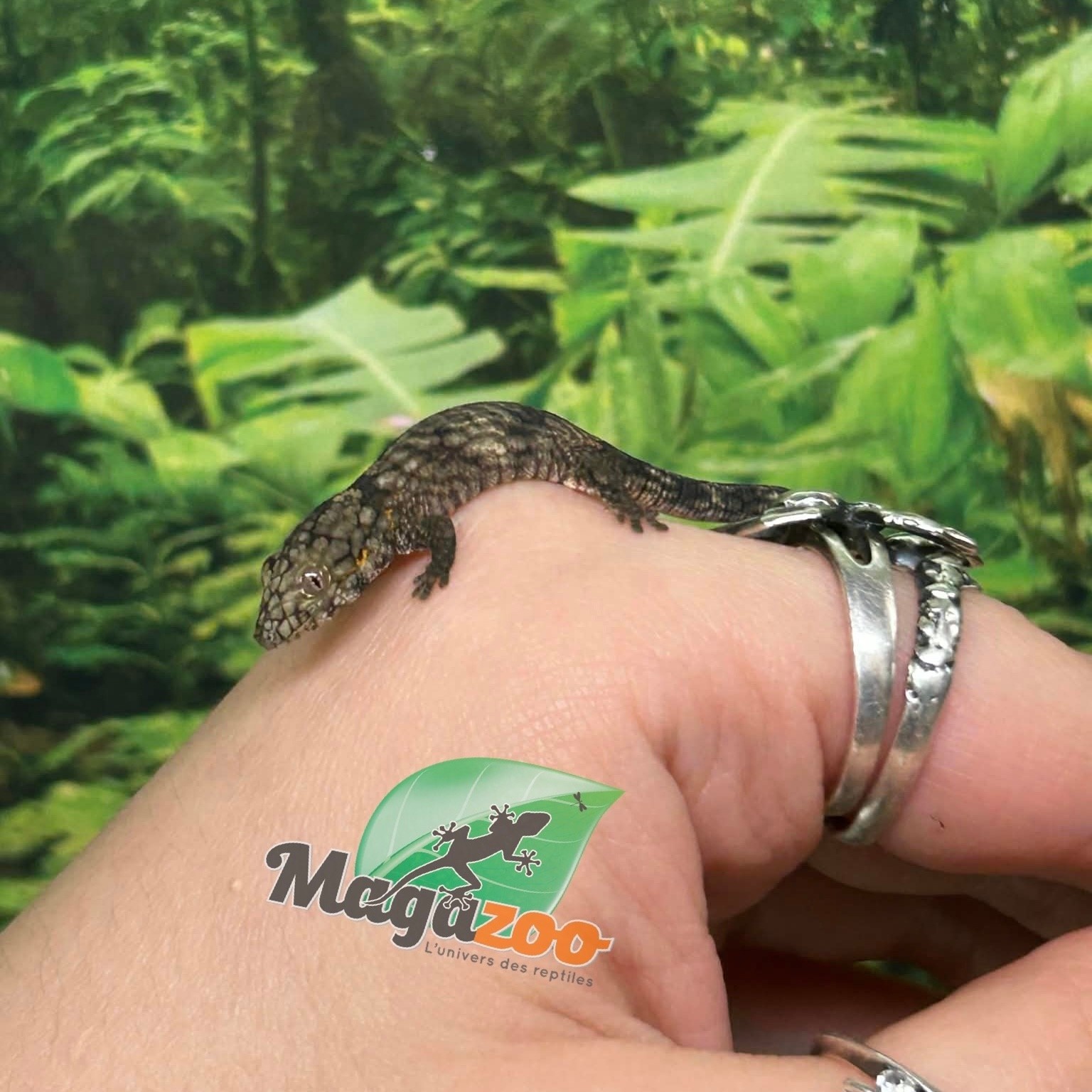 Magazoo Gecko caméléon (Agricolae) Bébé Mâle #2