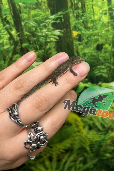 Magazoo Gecko caméléon (Agricolae) Bébé Mâle #3