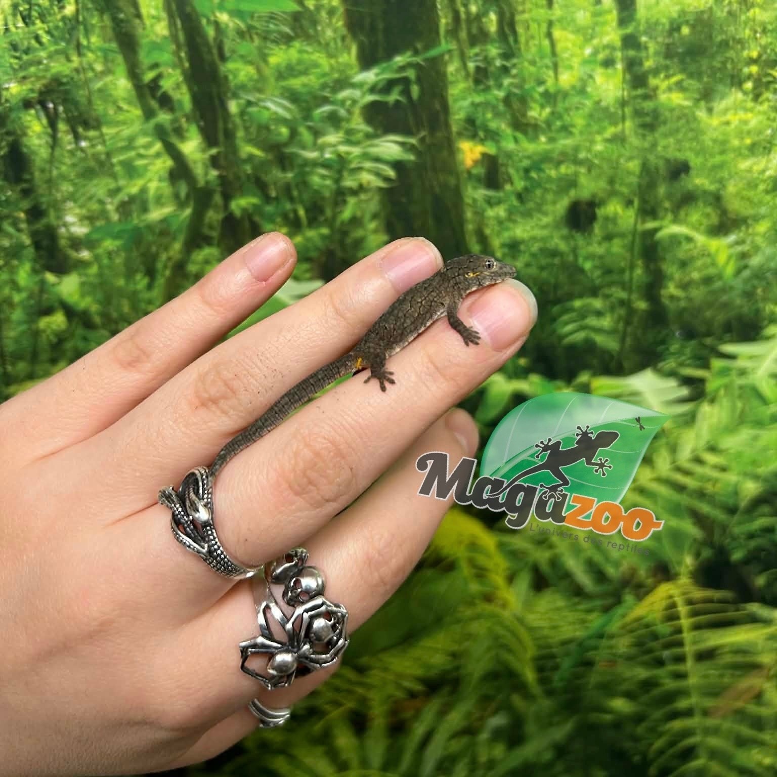 Magazoo Gecko caméléon (Agricolae) Bébé Mâle #3