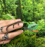Magazoo Gecko caméléon (Agricolae) Bébé Mâle #3