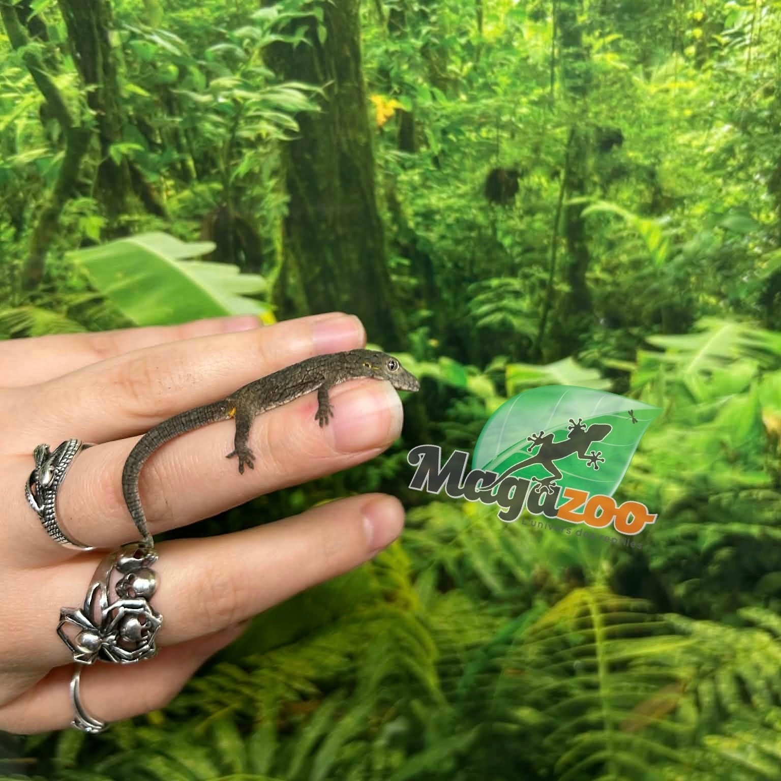 Magazoo Baby Bauer's Chameleon Gecko #3