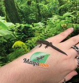 Magazoo Gecko caméléon (Agricolae) Bébé #3