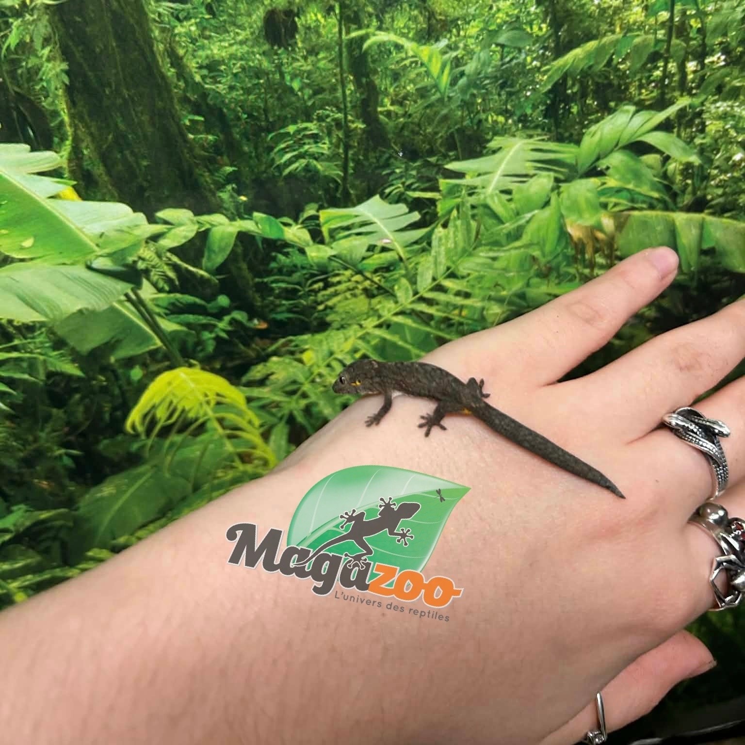 Magazoo Gecko caméléon (Agricolae) Bébé Mâle #3