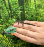 Magazoo Gecko caméléon (Agricolae) Bébé Mâle #3