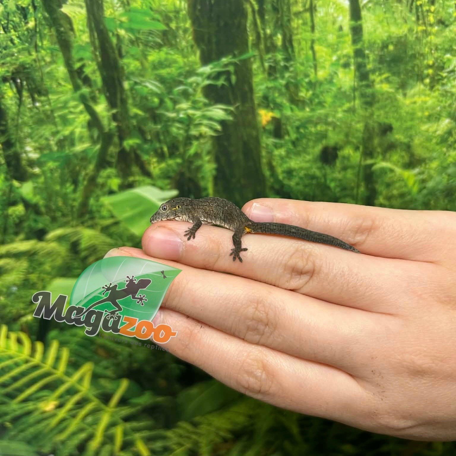 Magazoo Baby Bauer's Chameleon Gecko #3