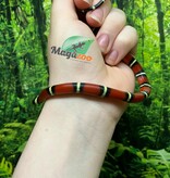 Magazoo Serpent laitier Nelson (het. albino) Bébé #8