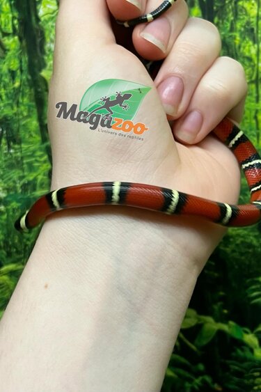 Magazoo Baby Nelson milk snake (het. albino) #8