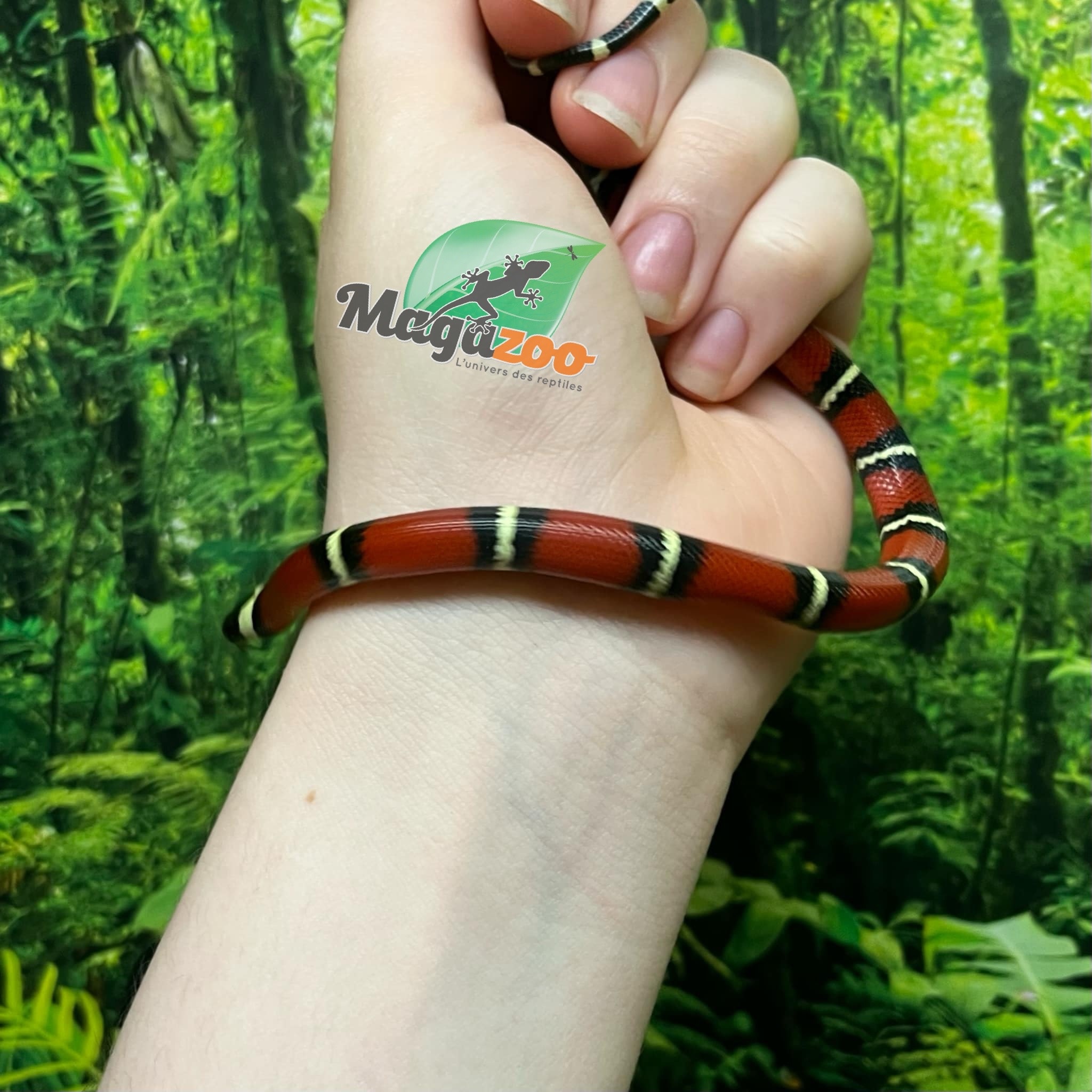 Magazoo Baby Nelson milk snake (het. albino) #8